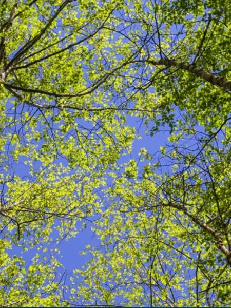 Concentrix Achieves More Key Milestones in Sustainability Efforts